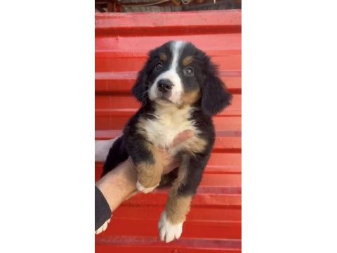 Bernese dağ köpeği