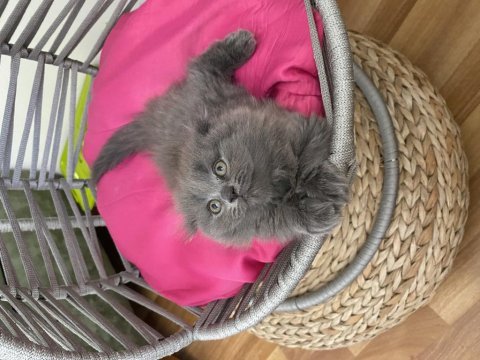 Son kalan scottish fold yavrum uyguna veriyorum