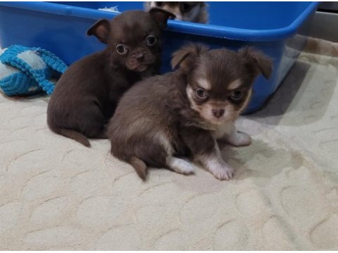 Elma kafa küt burun teacup chihuahua bebekler