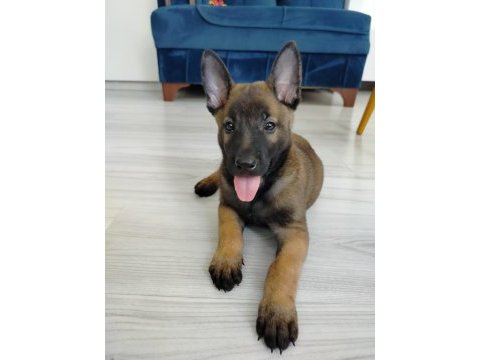 Hırs küpü belçika kurdu yavruları