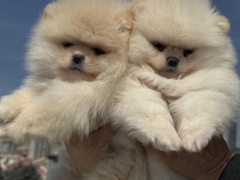 Show kalite pomeranian yavrular ziyarete açık