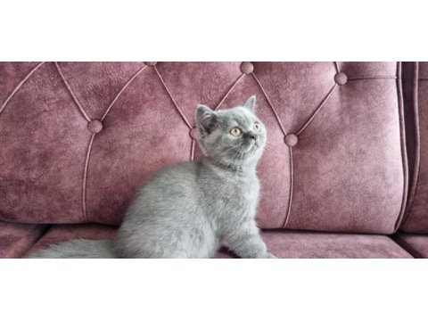 Sahiplendirme british shorthair