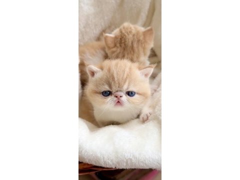 Show face snoppy surat garfield exotic shorthair yavrum