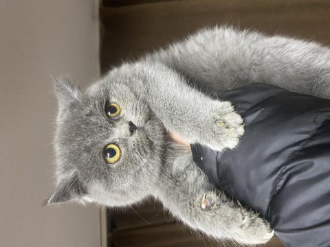 3 aylık güzel bir bebek british shorthair