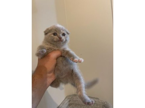 Kahve rengi scottish fold