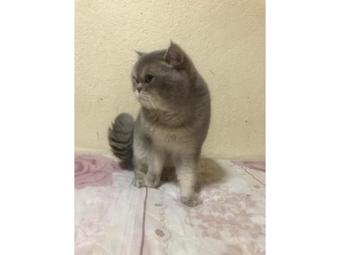 Akıllı ve uysal safkan kedimiz