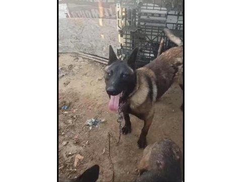 Safkan belçika malinois yavrular