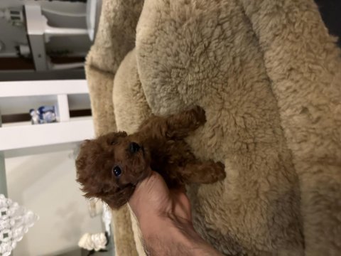 Orjinal toy poodle köpeği