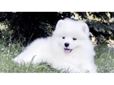 Samoyed kar beyaz