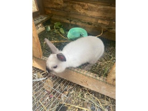 Cüce tavşanımız