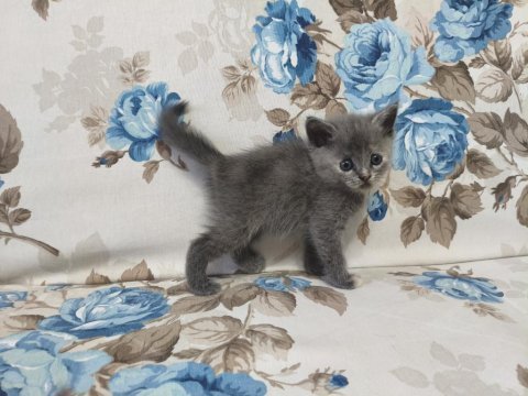 British shorthair yavrular