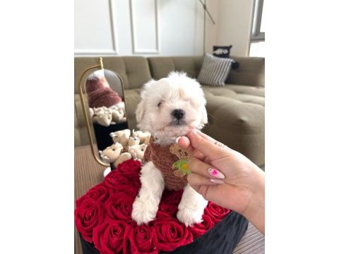 0 numara maltese köpekler