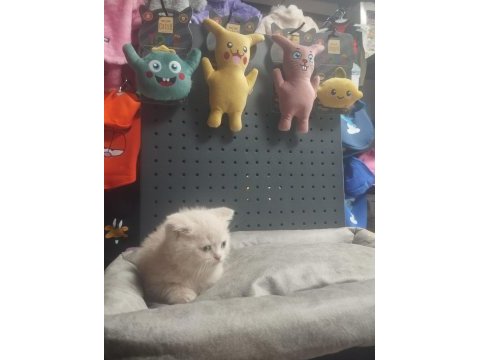 Üst kalite british shorthair erkek
