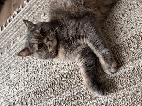 Tekirdağ british shorthair kedisi