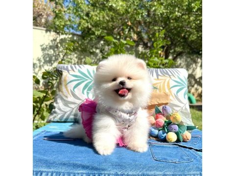Pomeranian boo teddy bear ayı surat yavrularımız