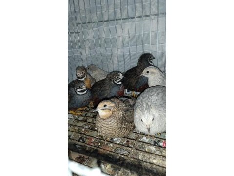 Kuluçkalık çin bıldırcın yumurtası