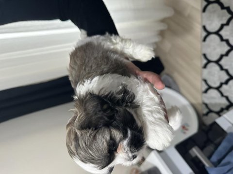 Shih tzu yavrularımızı sahiplendirmek istiyoruz