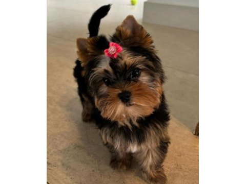 Tuvalet eğitimi tam minik yorkshire terrier