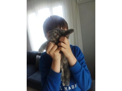 2 aylık yavrularımıza son iki adet dişi aile arıyoruz kedime