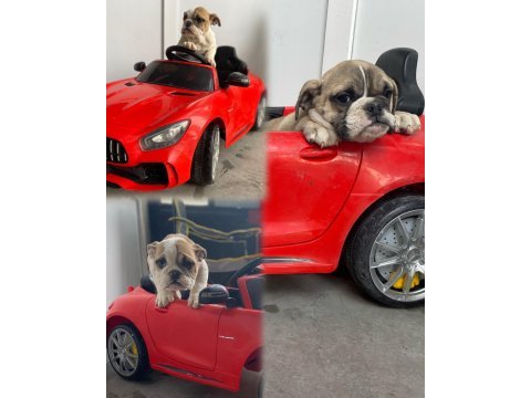 İngiliz bulldog yavrular teslime hazır