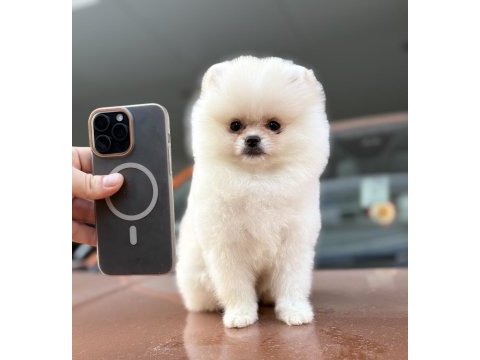 A class üst düzey pomeranian yavrular