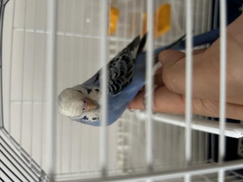 Ele alışkın maviş muhabbet kuşu