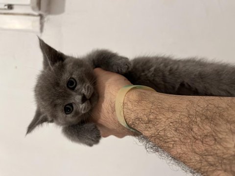 Erkek british shorthair