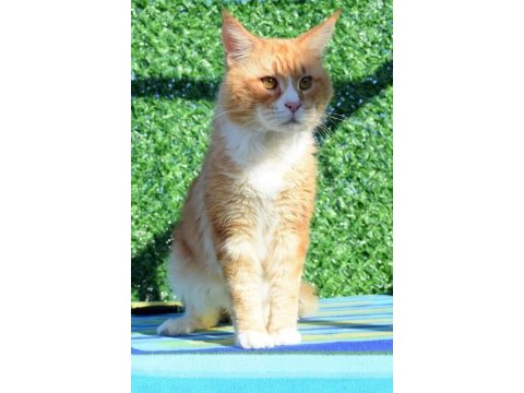 Maine coon 20 ocak doğumlu antalya