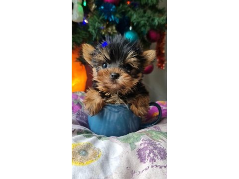 Şecereli teacup yorkshire terrier yavrular