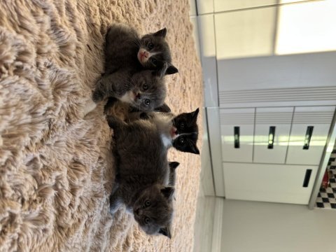 British shorthair memur aileden ev ortamında kaliteli mama