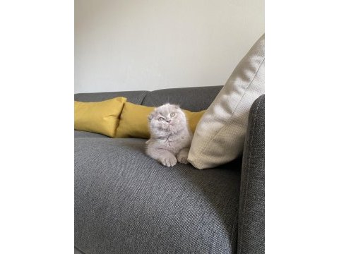 Lilac scottish fold cinsi yavrumuza aile arıyoruz
