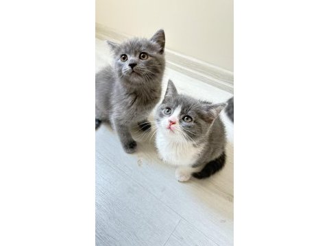 Dişi erkek british shorthair mevcuttur