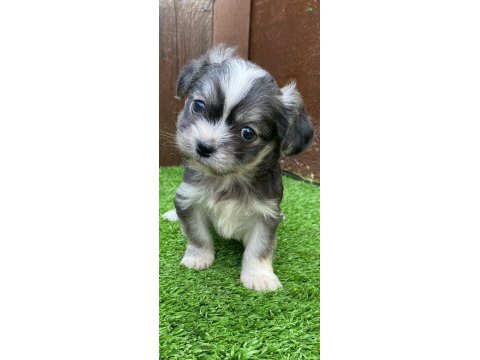 Morkie köpeğimiz