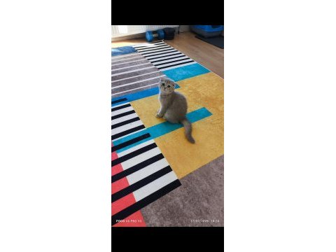 Scottish fold dişi