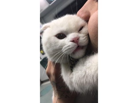7 aylık scottish fold kedimizi veriyoruz