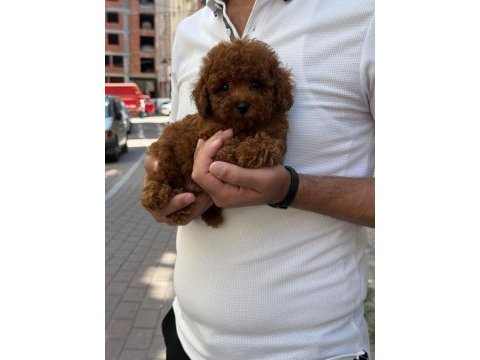 Zeki ve oyuncu toy poodle yavrumuz