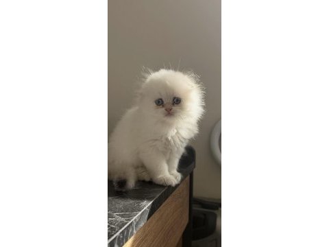Ayı surat scottish fold