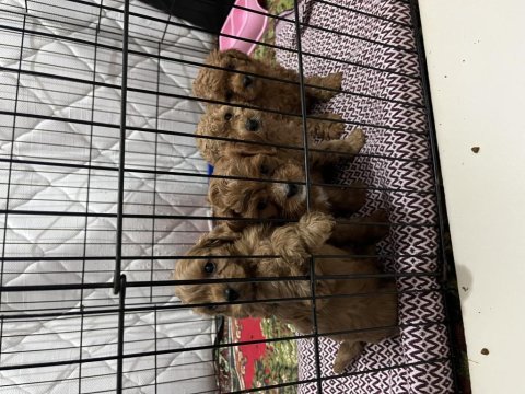 Teslime hazır red brown toy poodle