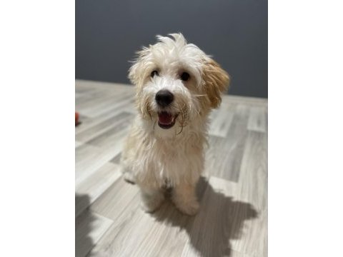 Maltipoo yavrumuz