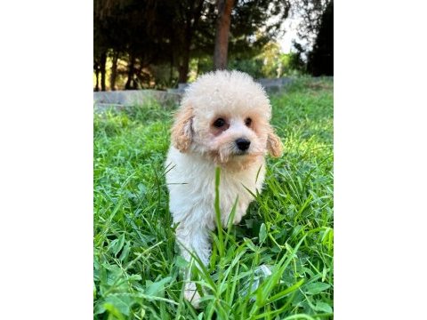 Maltipoo yavrumuz