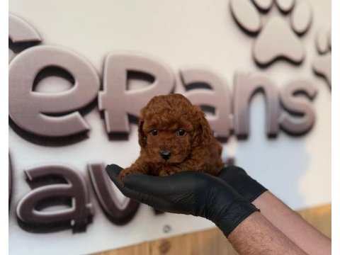 Toy poodle yavruları