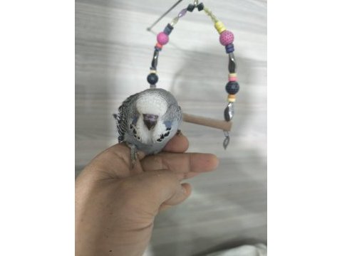 Bebek muhabbet kuşları