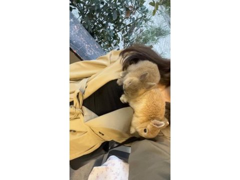Safkan cüce tavşan yavrularımız gönderim var