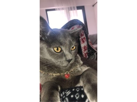 Erkek british shorthair kedimi sahiplendirmek istiyorum