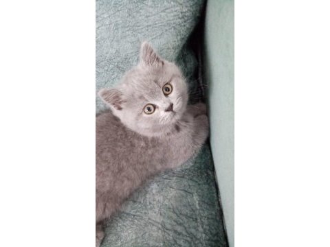 2 aylık british shorthair yavrular