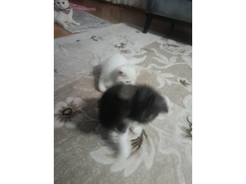 Cici kız british shorthair