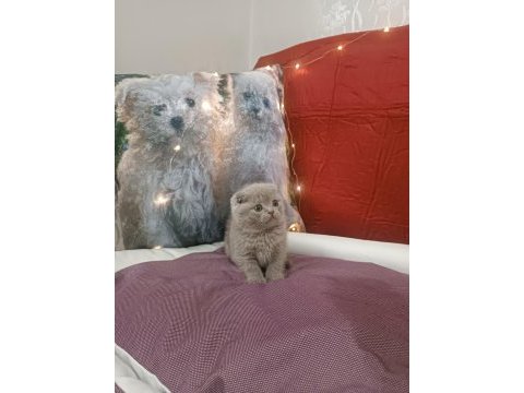Scottish fold lilac yavrumuz