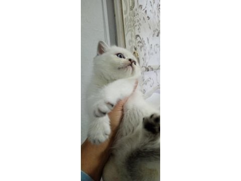 Pamuk yavru kediler