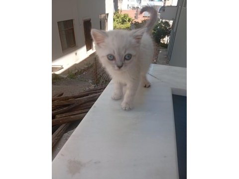 Erkek yavru kedimiz