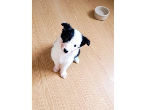 Yeni ailelerine gitmeye hazır yavru köpekler
